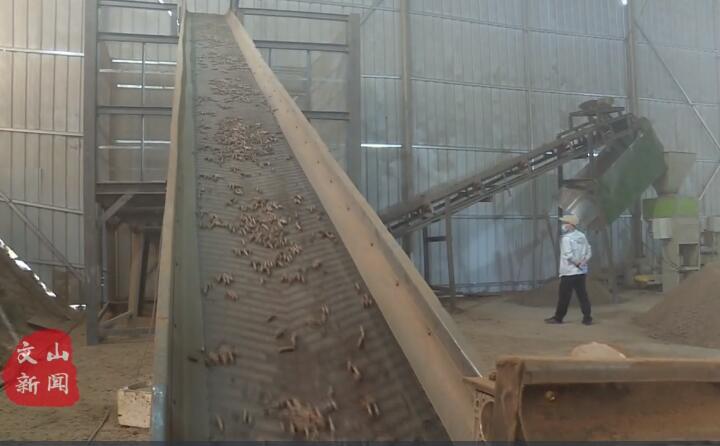 在廣南縣那灑鎮(zhèn)生物質顆粒燃料加工廠，粉碎機、輸送帶、木屑造粒機呈流水線作業(yè)，將桔桿、枯木等可燃材料加工成顆粒狀成品對外出售.jpg